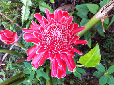 金鱼草,水平画幅,无人,gingerlily,火把百合,torch ginger,摄影