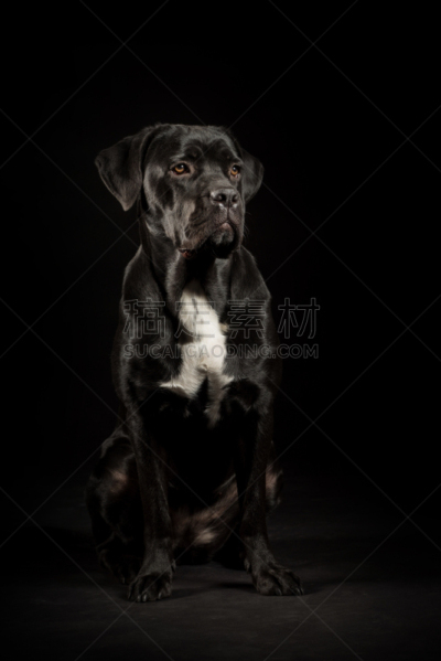 狗,纯种犬,獒,小狗,意大利,舞杖,注视镜头,黑色背景,垂直画幅,美