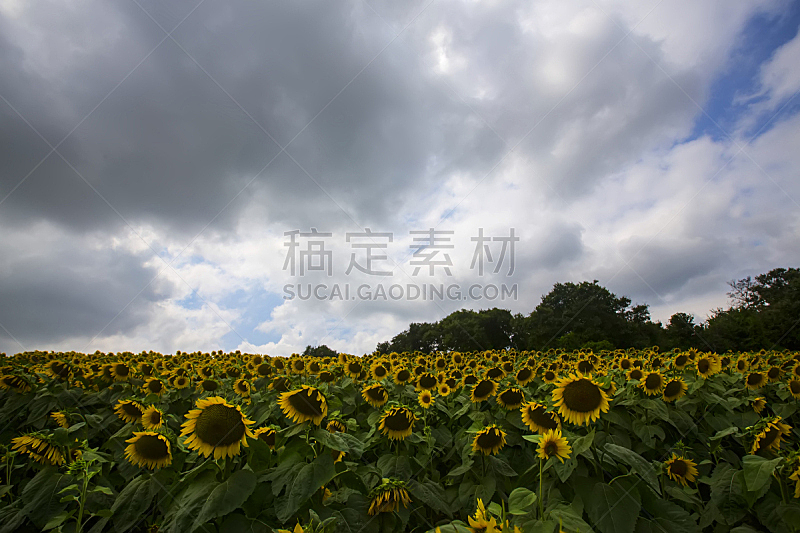 向日葵,田地,common sunflower,短马鞭,天空,曙暮光,夏天,气候与心情,仅一朵花,农作物