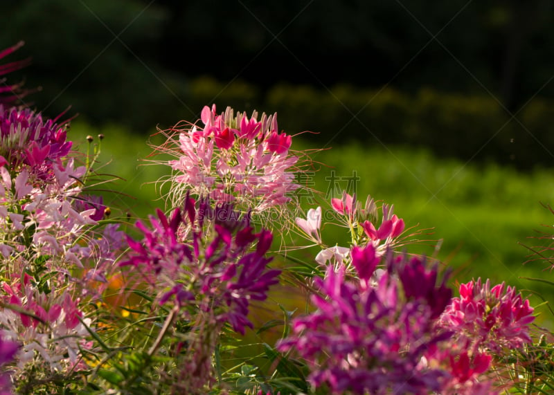 醉蝶花,特写,菜园,自然美,自然,美,水平画幅,无人,乌克兰,夏天