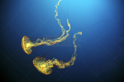 水母,美国,水平画幅,有毒生物体,海洋生命,美洲,海洋,盒式水母,2015年,危险