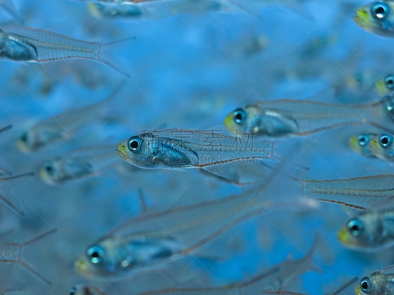 glass fish,特写,礁石,水平画幅,无人,珊瑚,2015年,水下,野外动物,海洋生命