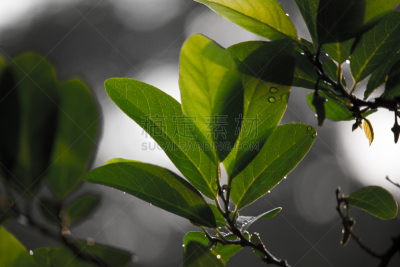 叶子,自然,水平画幅,绿色,秋天,无人,绘画插图,特,枫树,干细胞