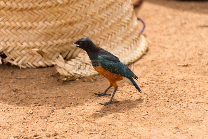 superb starling,自然,野生动物,水平画幅,蓝色,鸟类,非洲,观鸟,北美歌雀,喙