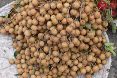 Longan — fruit, with a thin peel which very easily departs from pulp that allows to eat it quickly and without troubles
