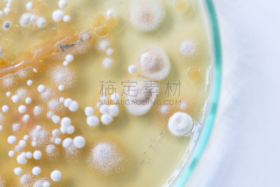 传媒,酵母,大群动物,细菌,微生物学,放线菌属,实验室,霉菌,土样,学习