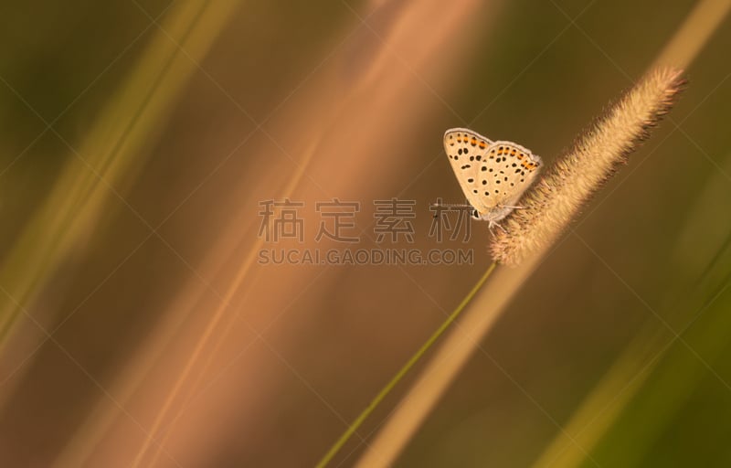 普通蓝蝴蝶,伊卡洛斯,灰蝶科,水平画幅,蝴蝶,无人,户外,草,特写,机翼