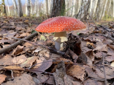 毒蘑菇,鸭舌帽,红松,生物学,草,自然美,植物,真菌,危险,有毒生物体