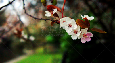 春天,水平画幅,爱尔兰共和国,无人,爱尔兰都柏林,圣史蒂芬公园,花,摄影