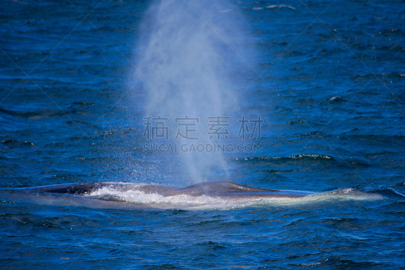 海洋,小须鲸,观看鲸鱼,缅因州,呼吸孔,东北方向,水,水平画幅,海港,大西洋