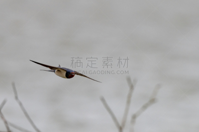 德国,家燕,阿姆鲁姆,北,人的头部,户外,夏天,蓝色,可爱的