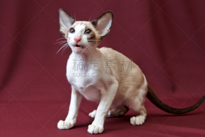 指挥台,野生猫科动物,水平画幅,可爱的,曝光过度,家畜,无人,羽毛围巾,俄罗斯
