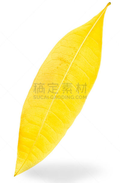 秋天,自然,垂直画幅,无人,色彩鲜艳,背景分离,白色,月,十月,黄色