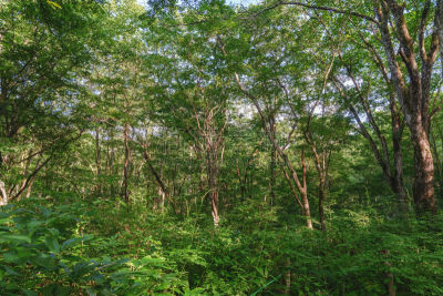 白桦树,森林,苏格兰高地,度假胜地,草原,水平画幅,枝繁叶茂,长野县,无人,夏天