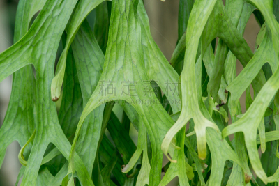 鹿角蕨,水龙骨科,蔓藤架,蕨类,温室,水平画幅,形状,枝繁叶茂,无人,巨大的