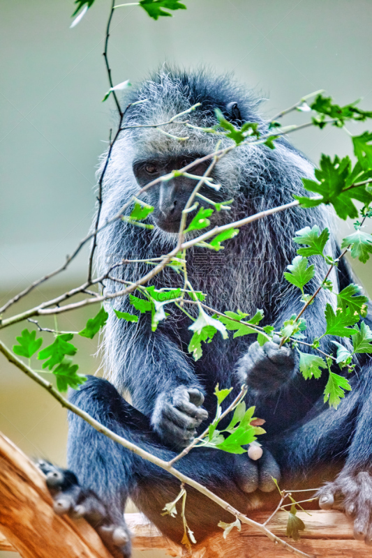 自然,black and white colobus,阿比西尼亚猫,垂直画幅,猴子,野外动物,户外,特写,看,热带气候