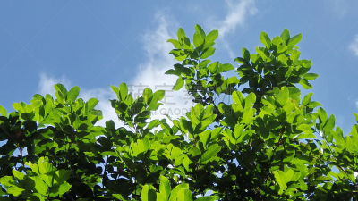 红毛丹,自然,天空,水平画幅,高视角,形状,无人,树梢,组物体,特写