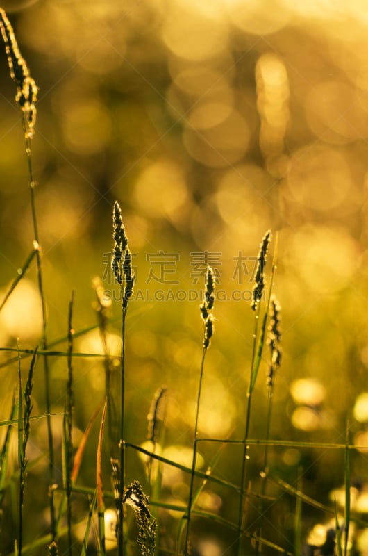 光,琥珀,草,野生猫科动物,茎,自然界的状态,黄昏,草类,黄绿藻,春天