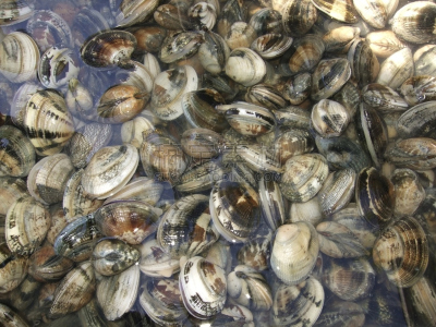 贻贝,湿,小的,水,水平画幅,无人,软体动物,水下,法式食品,海产