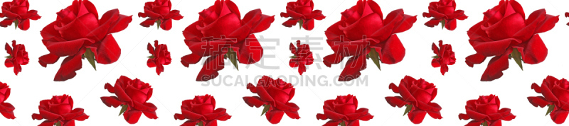 玫瑰,红色,白色背景,前端入水,玫瑰巡回赛,头球,周年纪念,背景分离,壁纸,瓷砖