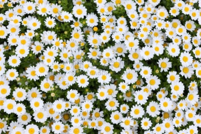 北极点,春白菊花,水平画幅,无人,户外,白色,植物,菊花,园艺,花坛