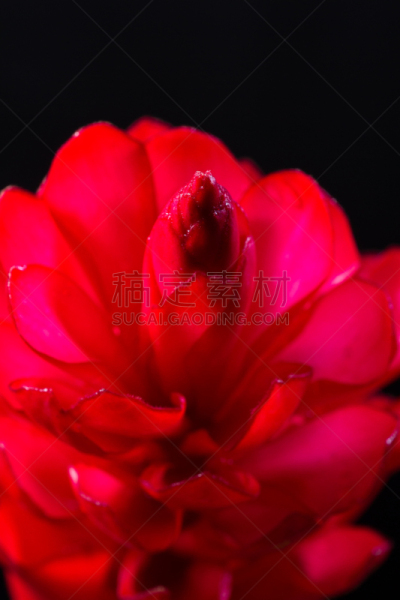 紫姜,花头,垂直画幅,美,状态描述,无人,生姜,特写,哥斯达黎加,植物