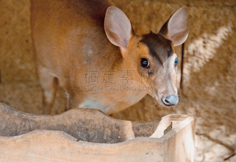 毛冠鹿,水洞湖,自然,野生动物,水平画幅,草,鹿,印度,哺乳纲,亚洲