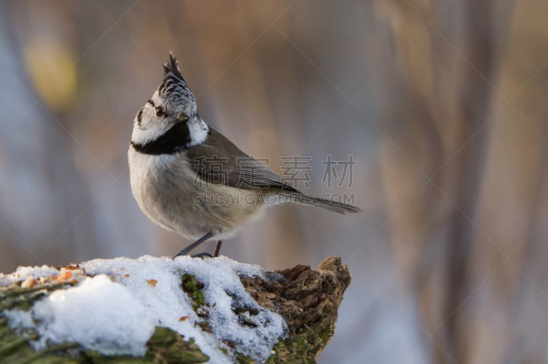 褐色,女孩,crested tit,厄普兰,票根,动物的冠,山雀,水平画幅,雪,鸟类