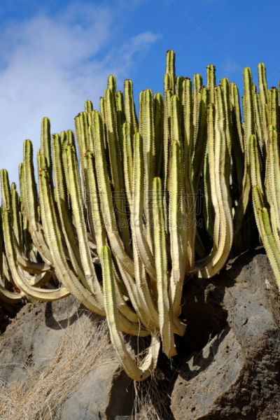 Typical cactus on Lanzarote, Spain.