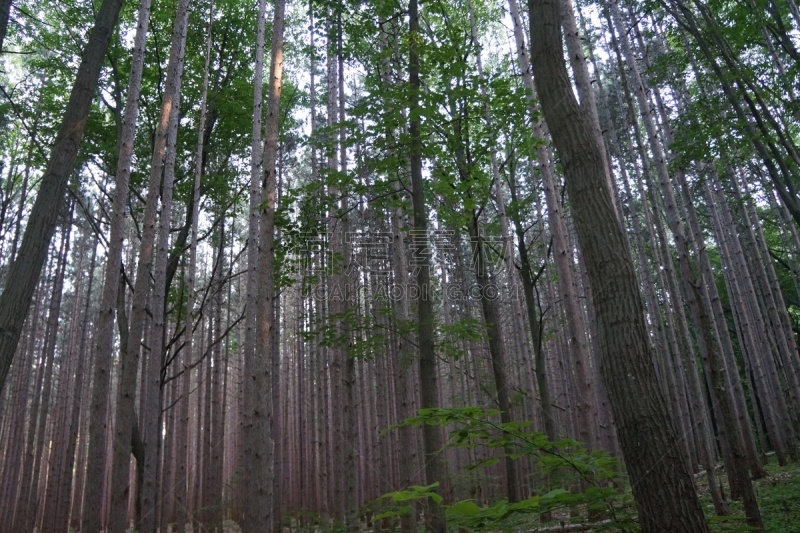 森林,松树,自然,州立公园,水平画幅,无人,2015年,户外,松木,密歇根