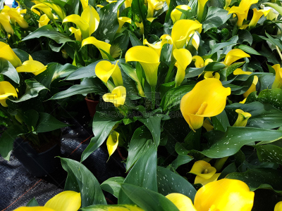 马蹄莲,花朵,黄色,绿女神,温带的花,水平画幅,无人,花序,户外,花
