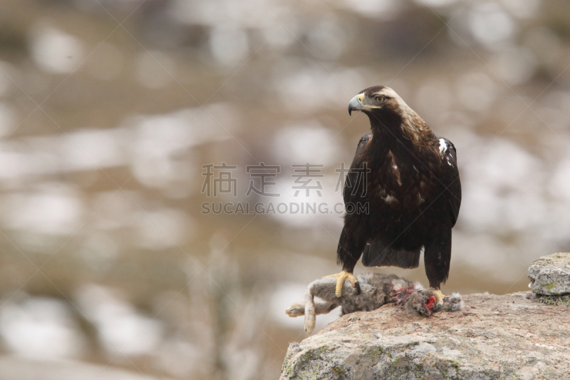 鹰,白肩雕,金雕,利用鹰打猎,自然,野生动物,食肉鸟,国家公园,水平画幅,无人