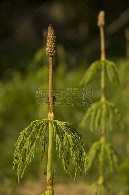 田地,马尾,垂直画幅,纤维,户外,草,工业,农作物,植物,一年生植物