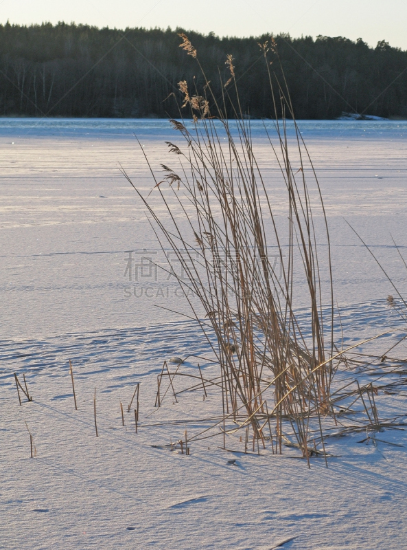 雪,湖,冻结的,芦苇,马拉伦湖,粉末状雪,垂直画幅,天空,无人,纯净