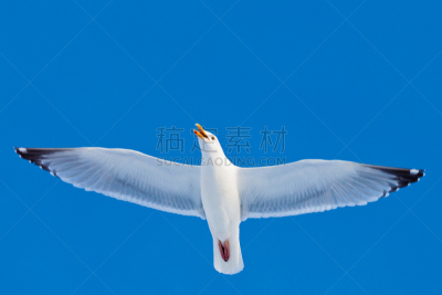 黑脊鸥,天空,蓝色,欧洲银鸥,动物喊叫,水平画幅,鸟类,动物身体部位,野外动物,户外