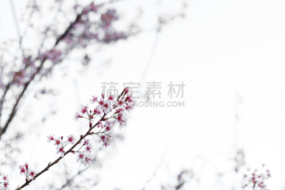 粉色,天空,美,公园,水平画幅,樱花,早期力士曼樱桃,旅行者,户外,泰国