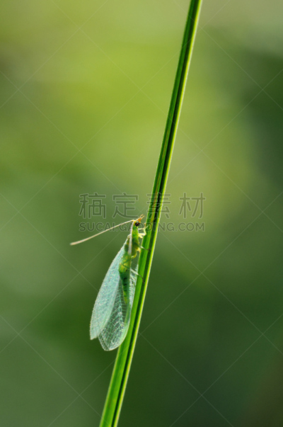 大草蛉,lacewing,垂直画幅,彩色背景,野生动物,绿色,无人,野外动物,绿色背景,特写