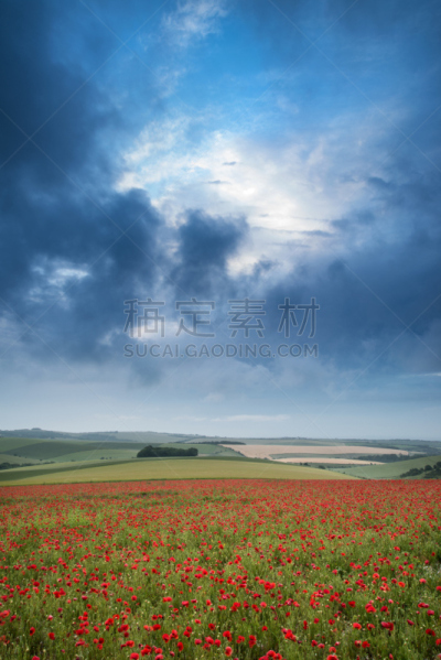 南丘,田地,自然美,水平画幅,活力,野生动物,垂直画幅,色彩鲜艳,夏天,户外