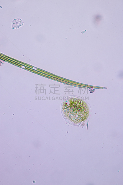 原生动物,单细胞生物,扁裸藻属,刺胞动物,显微镜,垂直画幅,水,细胞核,微生物学,科学