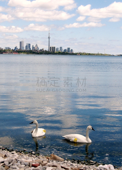 湖,天鹅,多伦多,两只动物,数字,垂直画幅,水,蓝色,鸟类,湿
