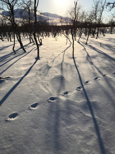 雪,瑞属拉普兰,瑞典,鼬鼠家族,运动跑道,狼獾,三只动物,山景城,自然,垂直画幅