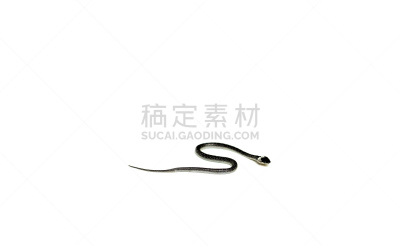 眼镜蛇,蛇,分离着色,室内地面,婴儿,石材,自然,式样,野生动物,水平画幅