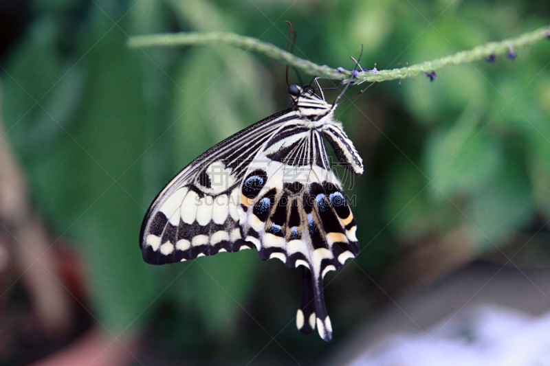 蝴蝶,自然美,橙尖粉蝶,班玛纹长翅蝶,Clouded Yellow Butterfly,黑脉纹白蝴蝶,白蝴蝶,凤尾蝶,水平画幅,无人