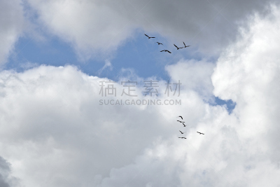 鸟类,有序,低视角,式样,灰雁,野生动物,黑雁,水平画幅,正下方视角,秋天
