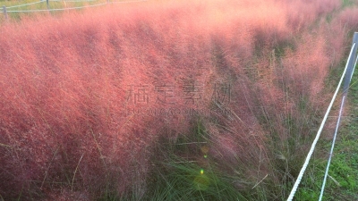 草,粉色,环境,公园,韩国,乱子草属,朝鲜半岛,植物,背景,户外