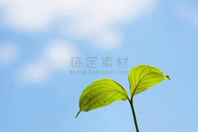 山茱萸,天空,秧苗,蓝色,双叶区,水平画幅,无人,特写,植物,新生活