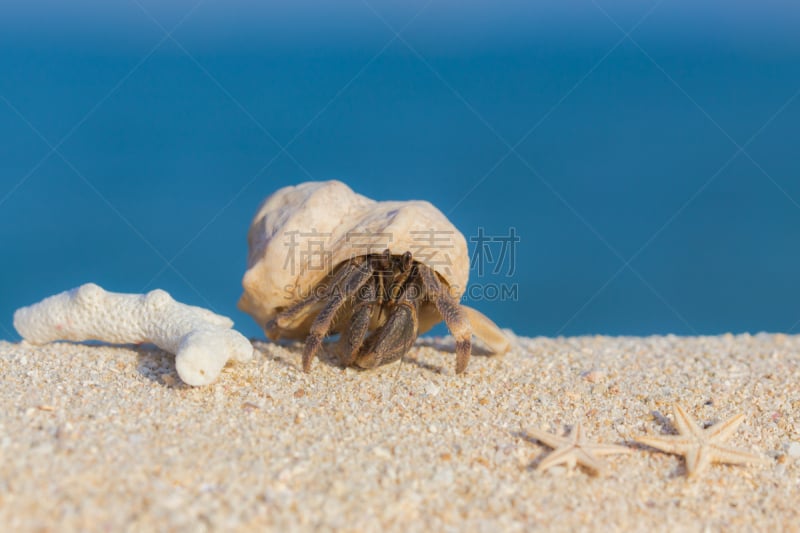 寄生蟹,海滩,鸡尾酒,留白,度假胜地,水平画幅,沙子,贝壳,夏天,热带气候