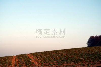 红土,天空,留白,草原,水平画幅,山,林区,泥土,户外,田地