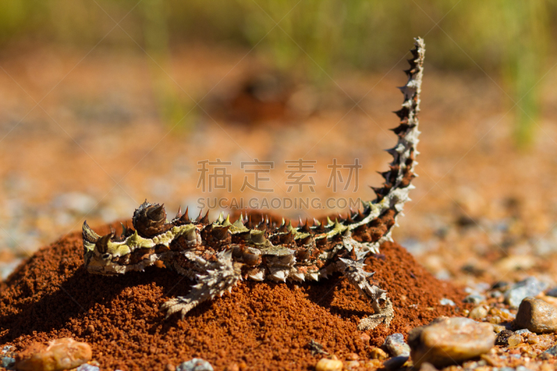 灌木,棘魔蜥,背景,红松,蚂蚁,动物的巢,野生动物,环境,一只动物,蜥蜴