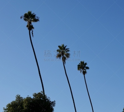 棕榈树,正下方视角,复叶,热,南加利福尼亚,加利福尼亚,枝繁叶茂,甜点心,建筑特色,树干